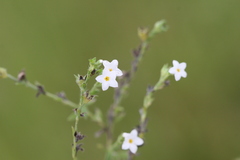 Heliotropium supinum